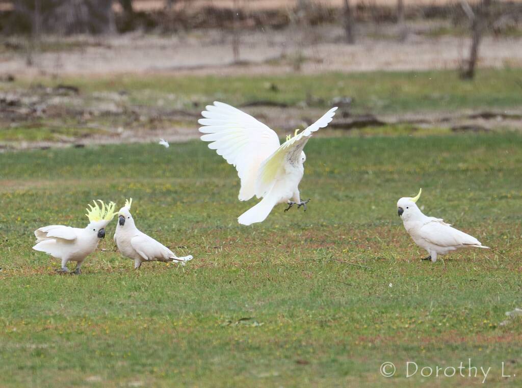 Sulphur-crested Cockatoo (Cacatua galerita)