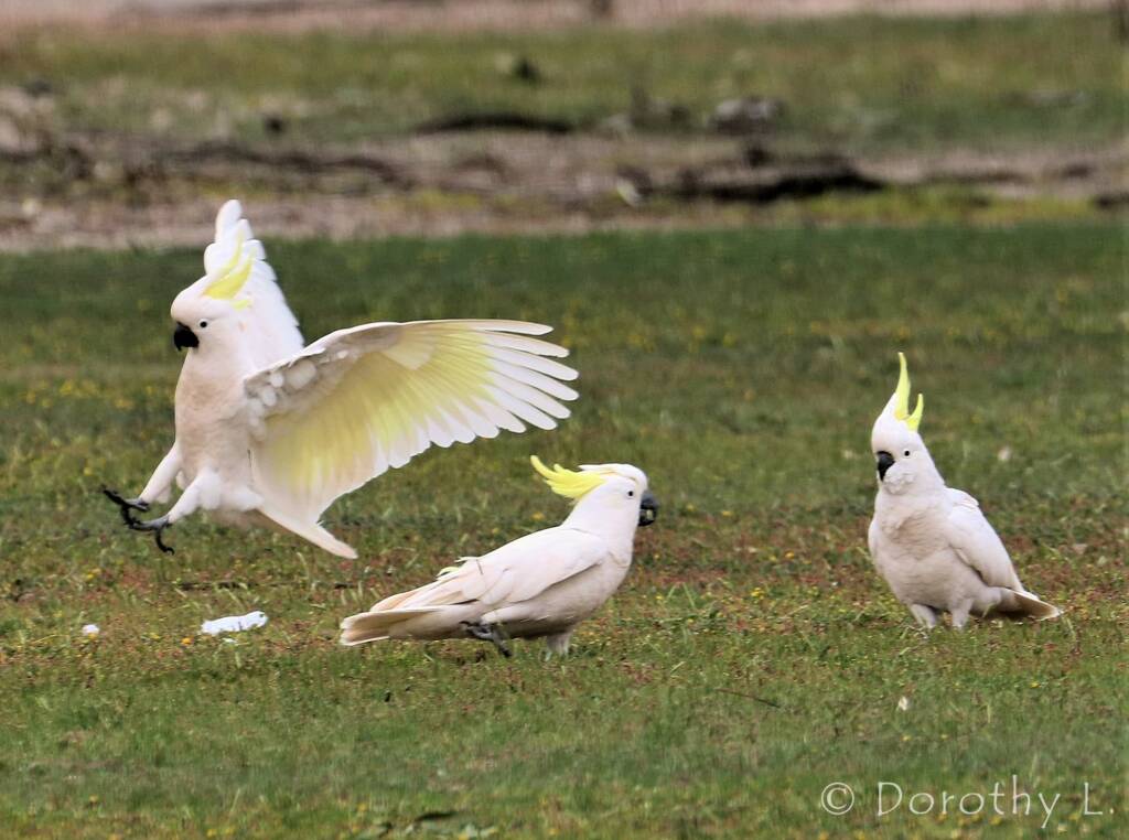 Sulphur-crested Cockatoo (Cacatua galerita)