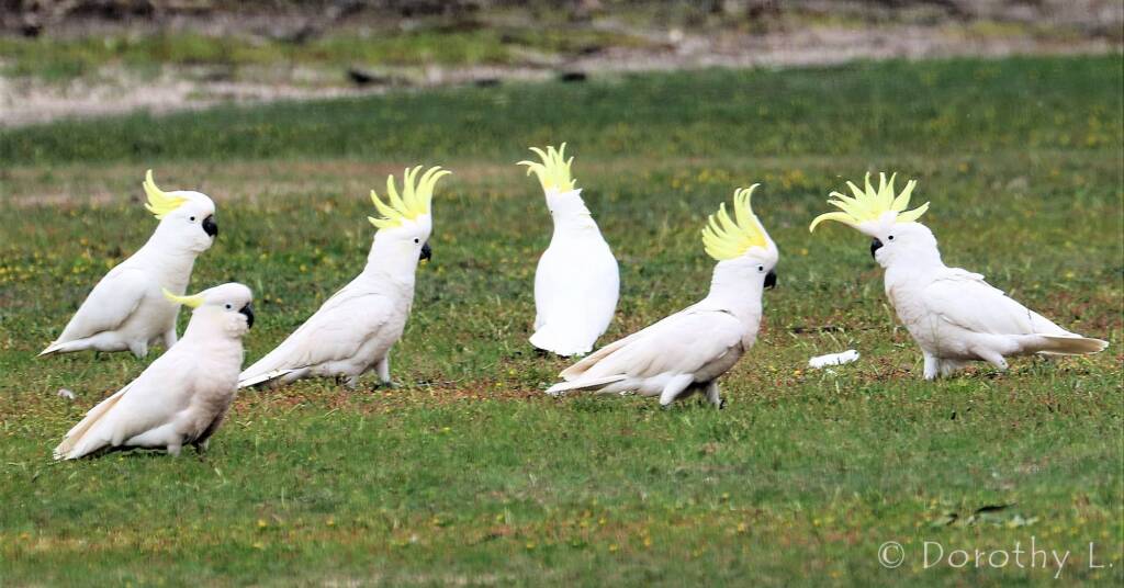 Sulphur-crested Cockatoo (Cacatua galerita)
