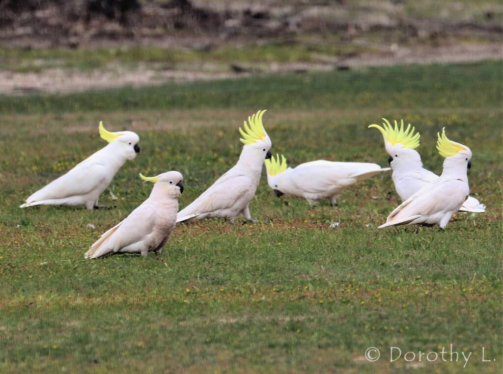 Sulphur-crested Cockatoo (Cacatua galerita)