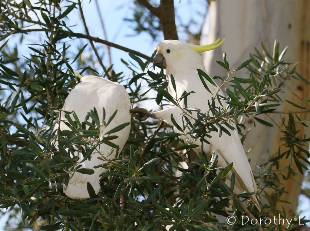 Sulphur-crested Cockatoo (Cacatua galerita)