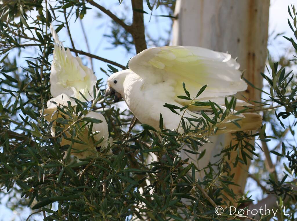 Sulphur-crested Cockatoo (Cacatua galerita)