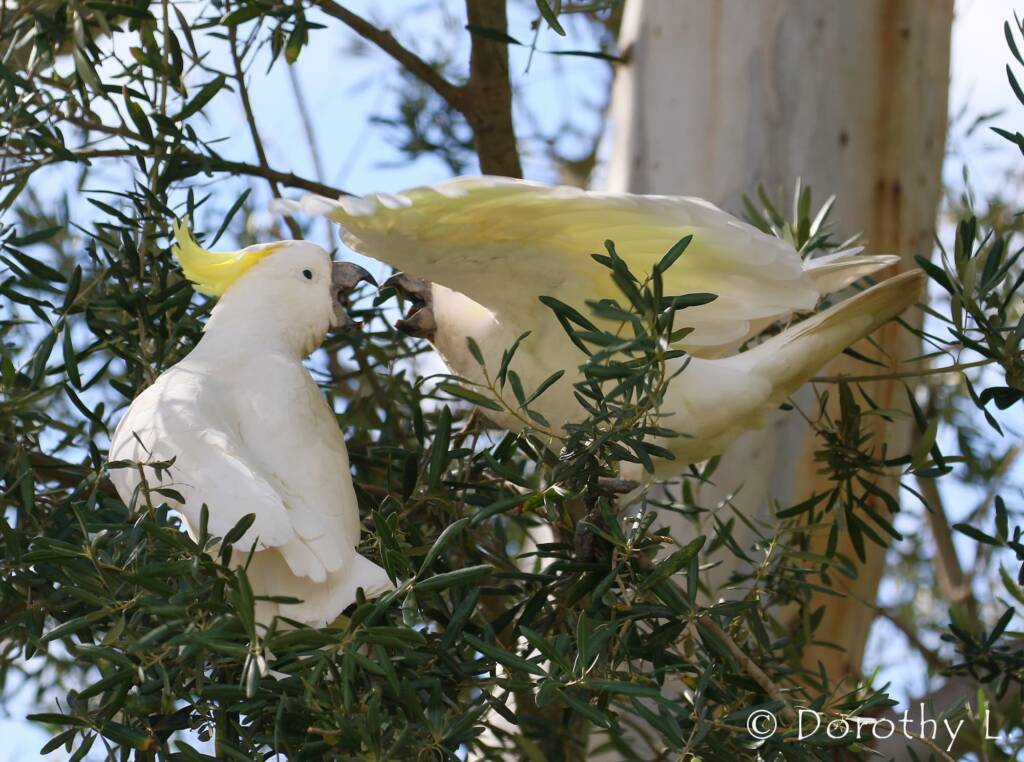 Sulphur-crested Cockatoo (Cacatua galerita)