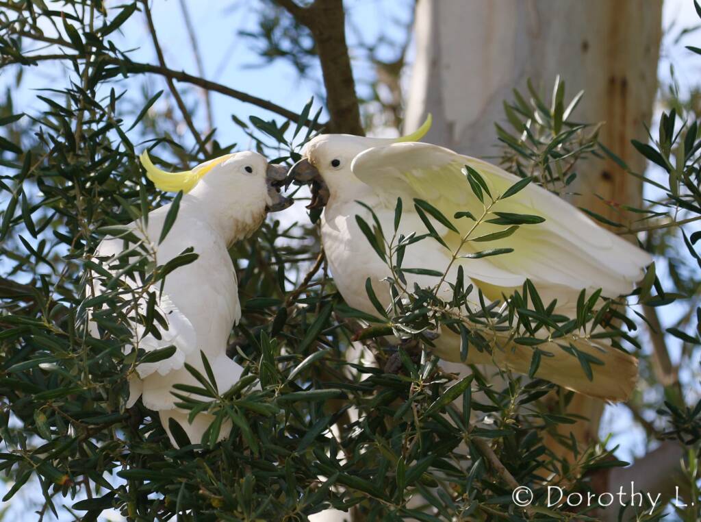 Sulphur-crested Cockatoo (Cacatua galerita)