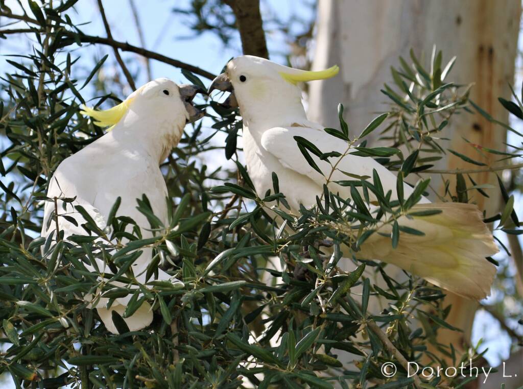 Sulphur-crested Cockatoo (Cacatua galerita)