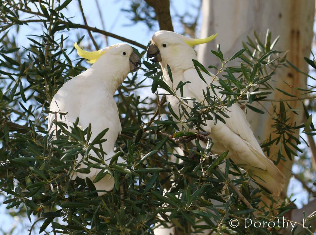 Sulphur-crested Cockatoo (Cacatua galerita)