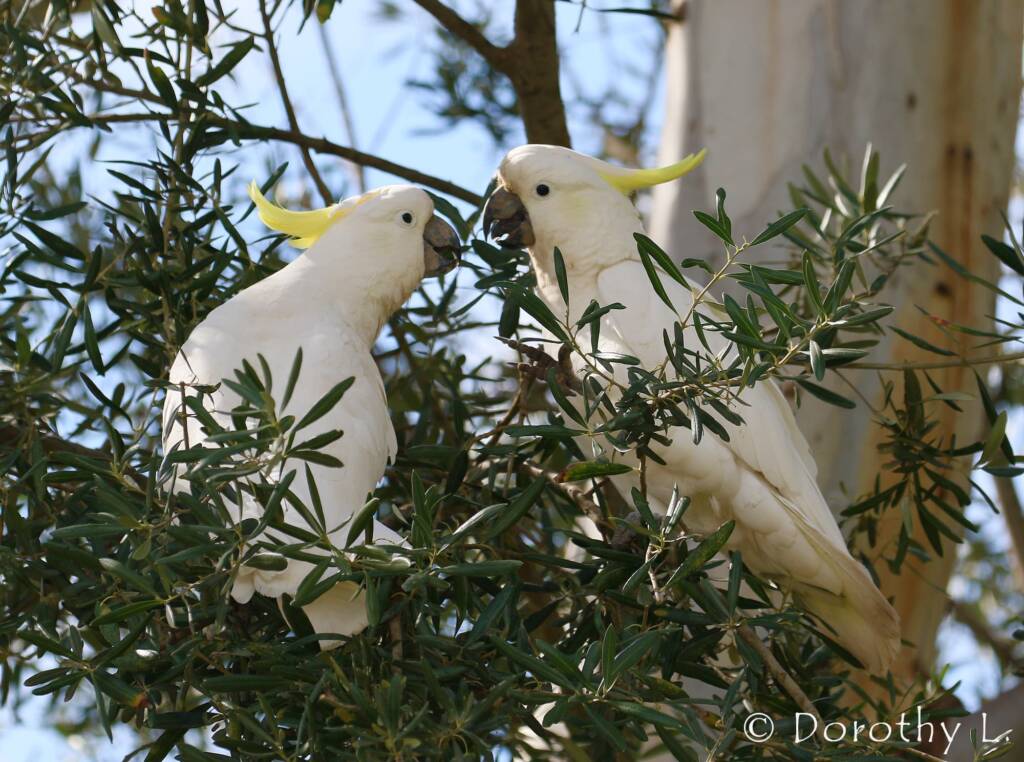 Sulphur-crested Cockatoo (Cacatua galerita)