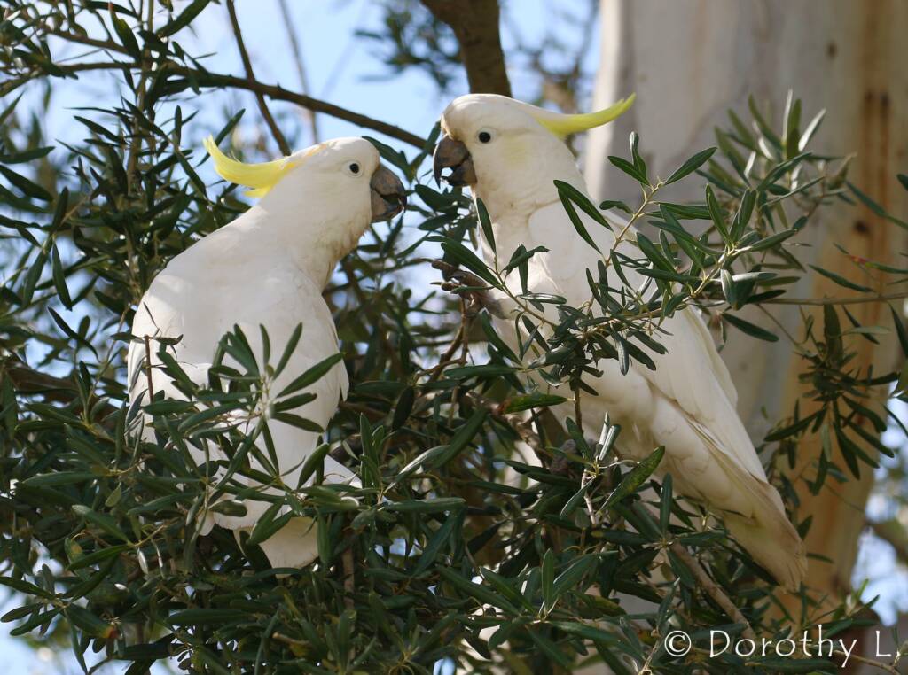Sulphur-crested Cockatoo (Cacatua galerita)