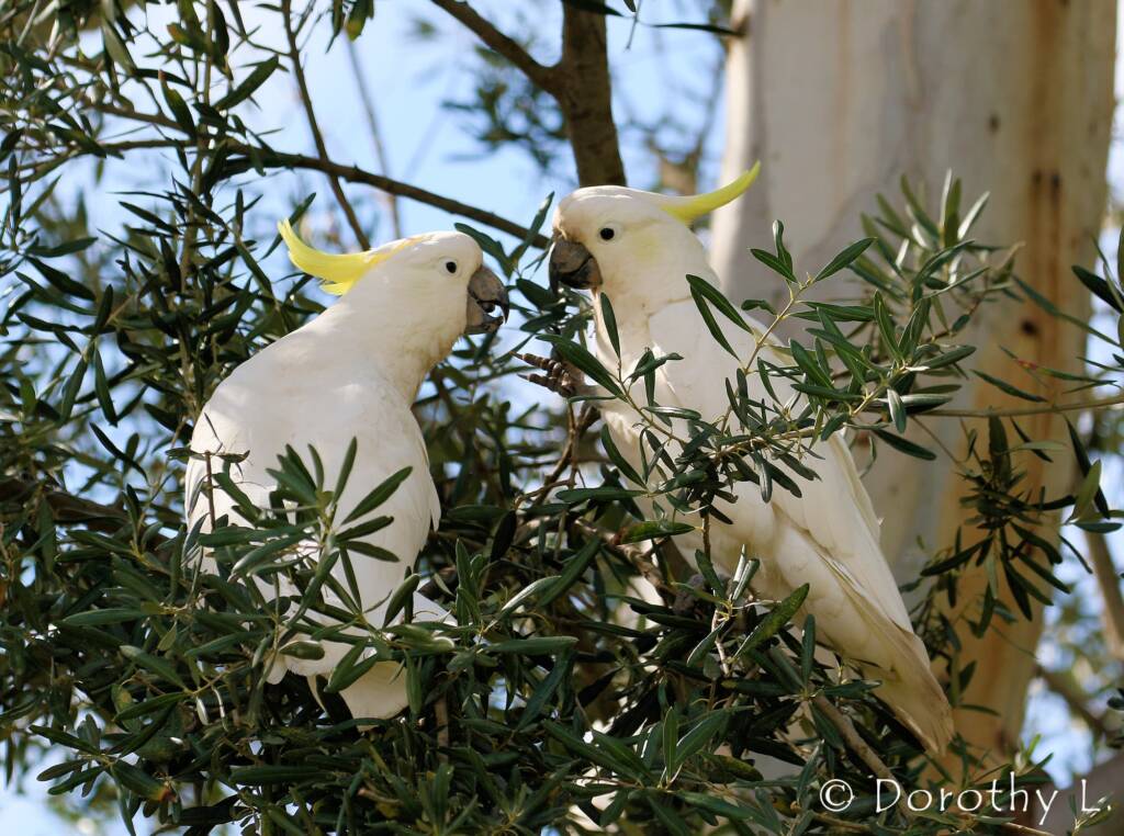 Sulphur-crested Cockatoo (Cacatua galerita)