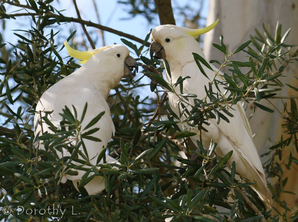 Sulphur-crested Cockatoo (Cacatua galerita)
