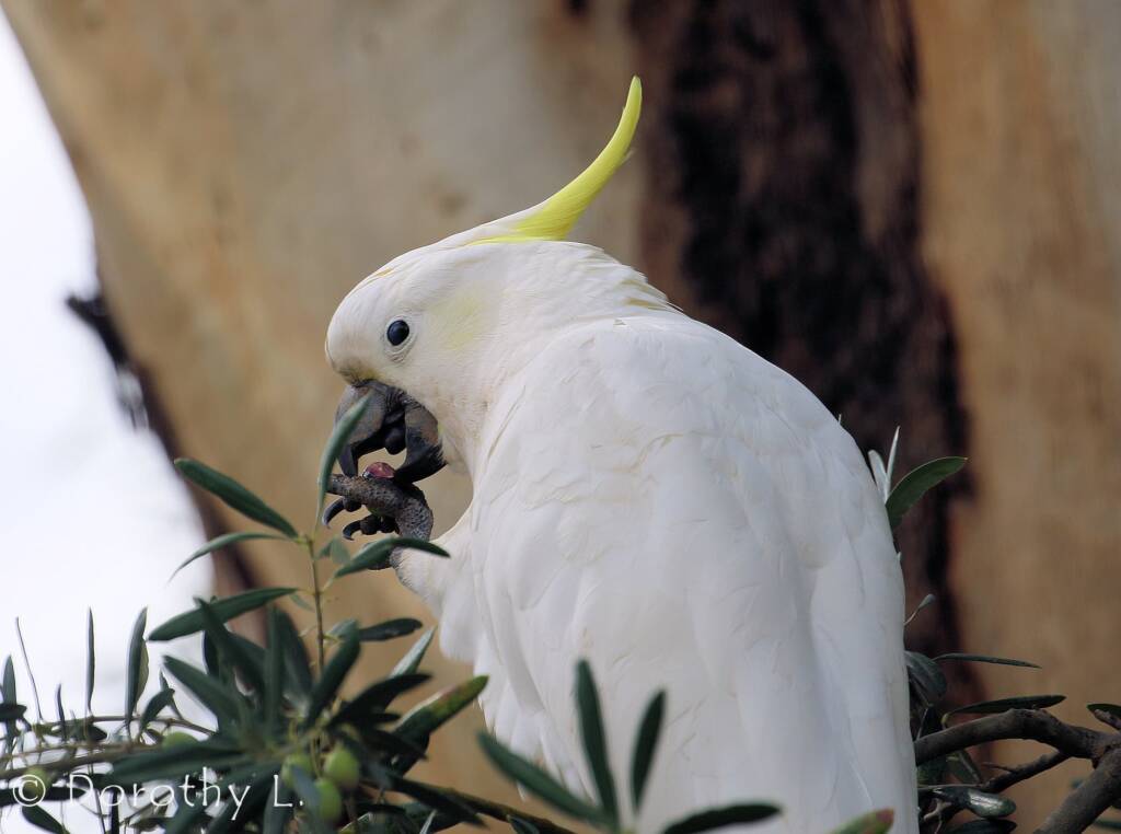 Sulphur-crested Cockatoo (Cacatua galerita)
