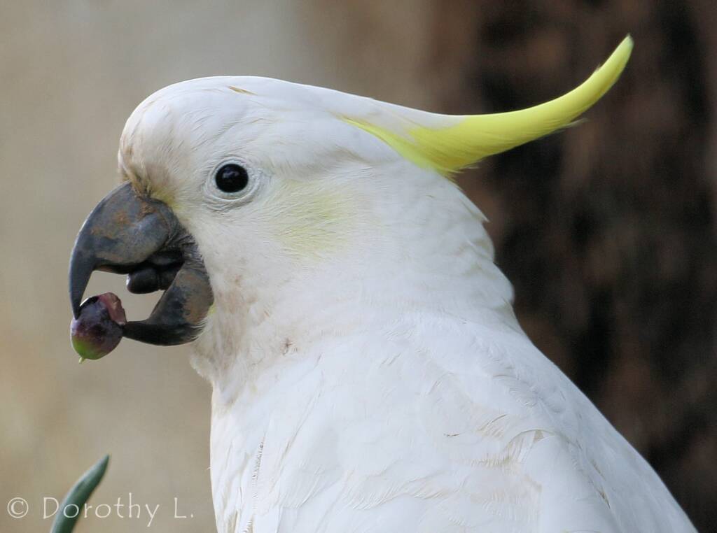 Sulphur-crested Cockatoo (Cacatua galerita)