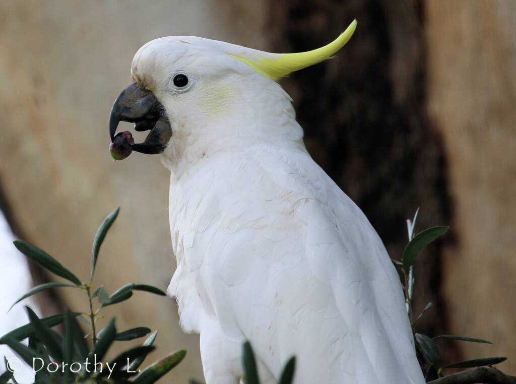 Sulphur-crested Cockatoo (Cacatua galerita)