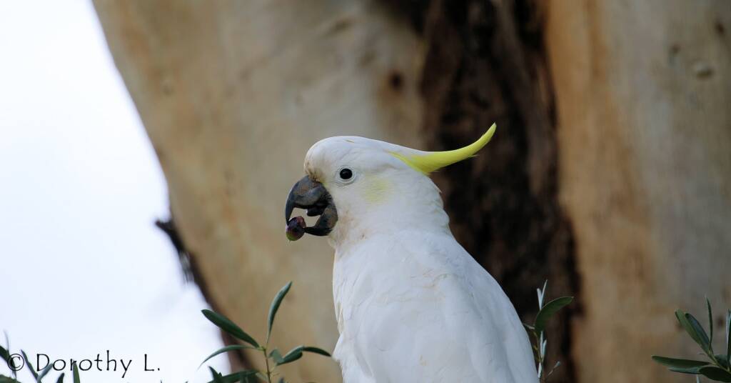 Sulphur-crested Cockatoo (Cacatua galerita)