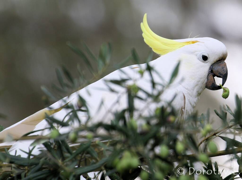 Sulphur-crested Cockatoo (Cacatua galerita)