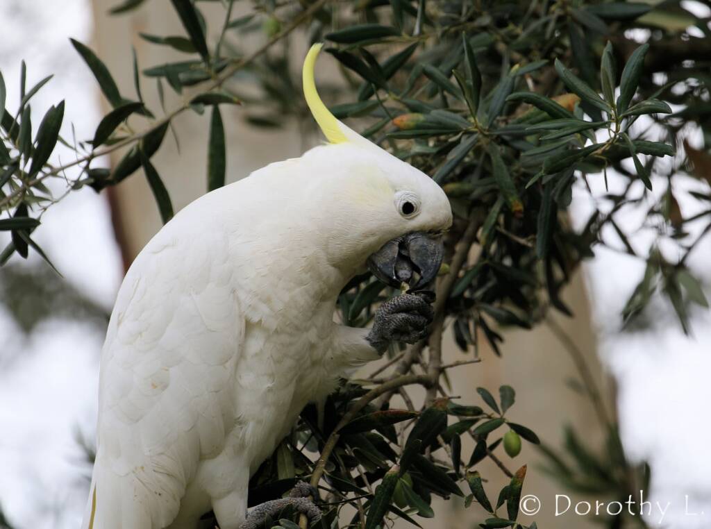 Sulphur-crested Cockatoo (Cacatua galerita)