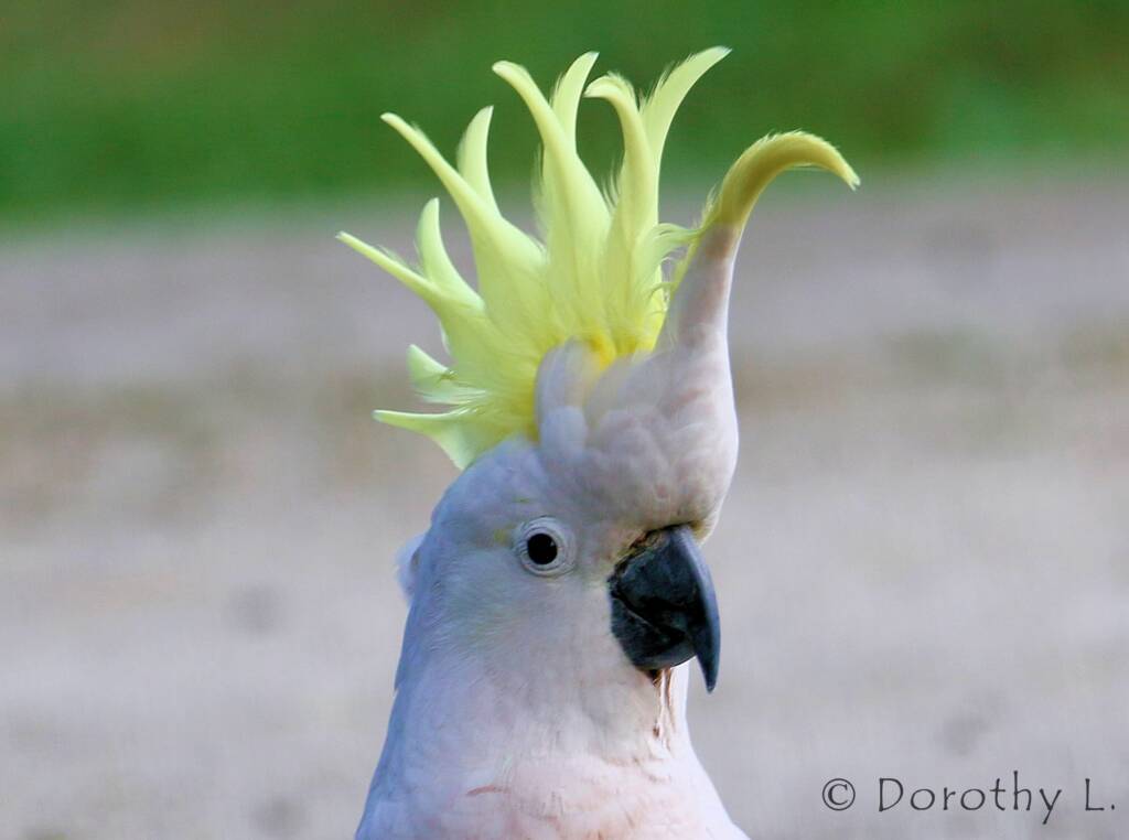 Sulphur-crested Cockatoo (Cacatua galerita)