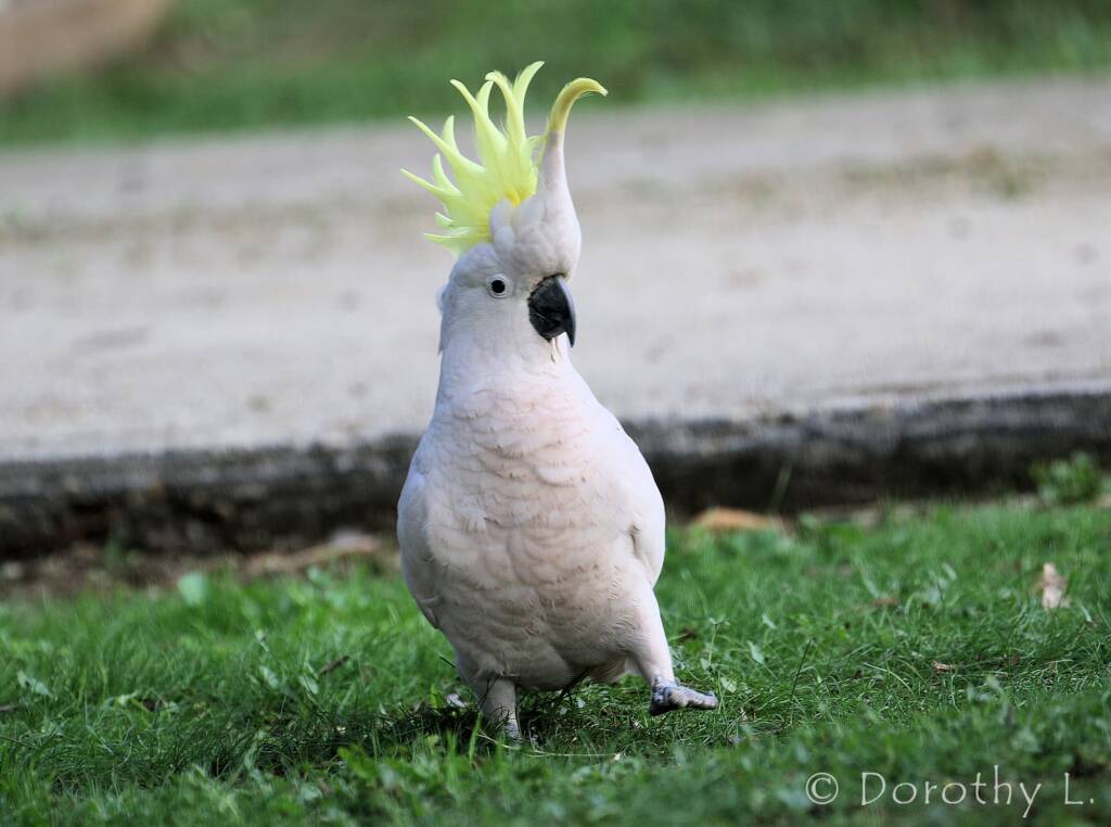 Sulphur-crested Cockatoo (Cacatua galerita)
