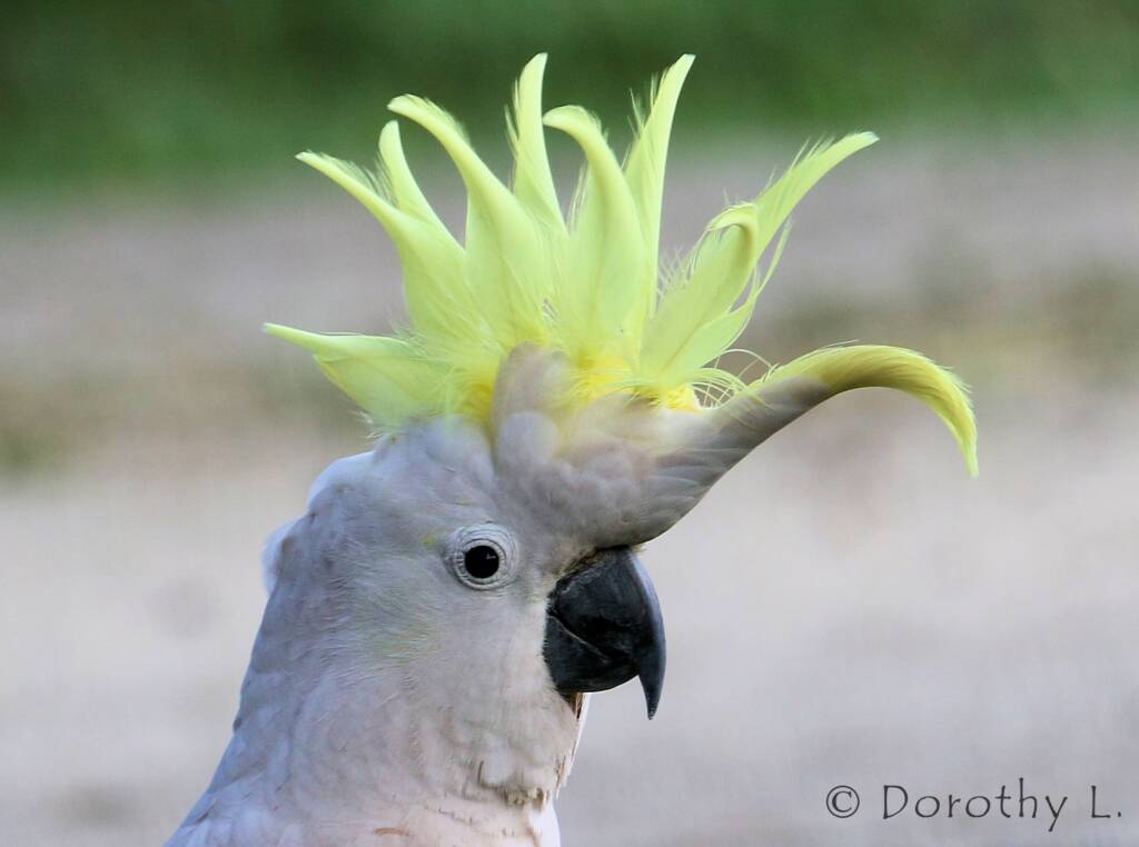 Sulphur-crested Cockatoo (Cacatua galerita)