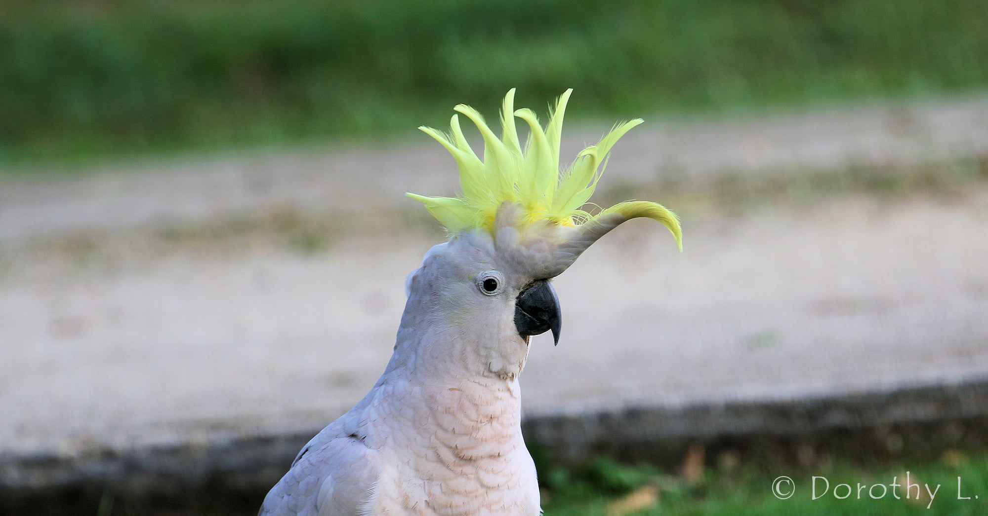 Sulphur-crested Cockatoo (Cacatua galerita)