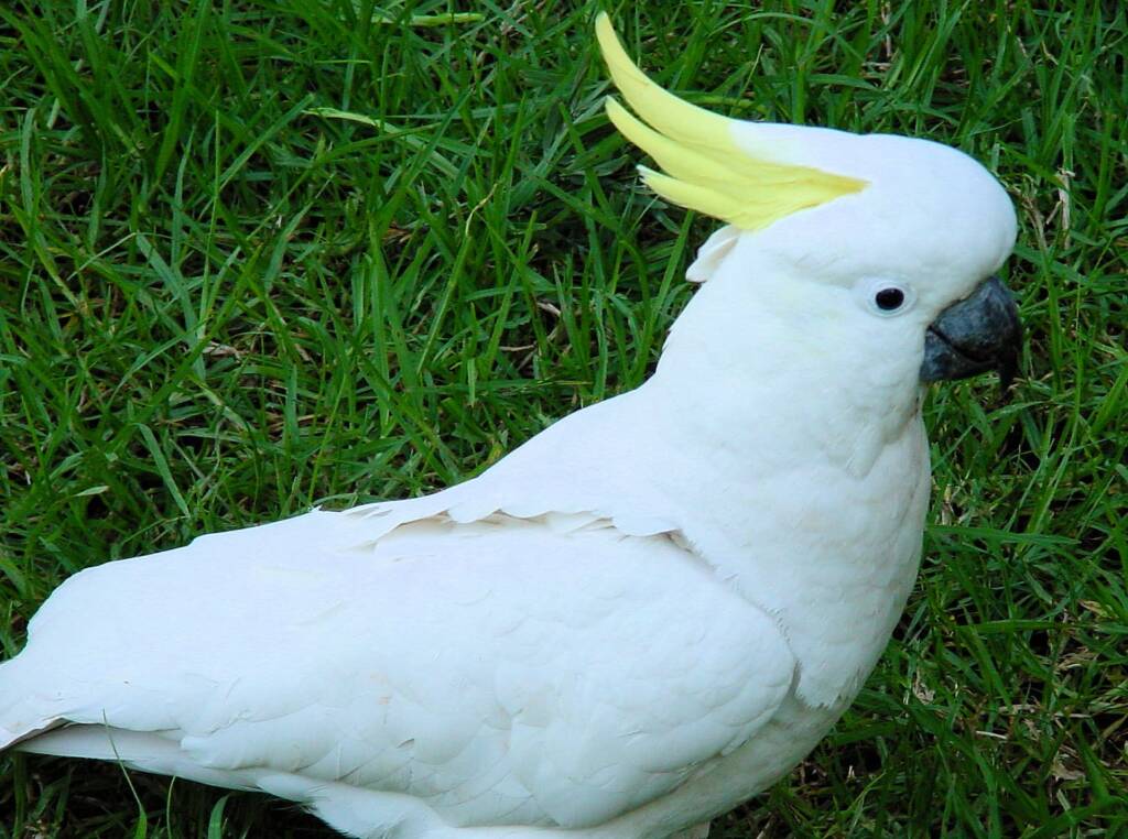 Sulphur-crested Cockatoo (Cacatua galerita)