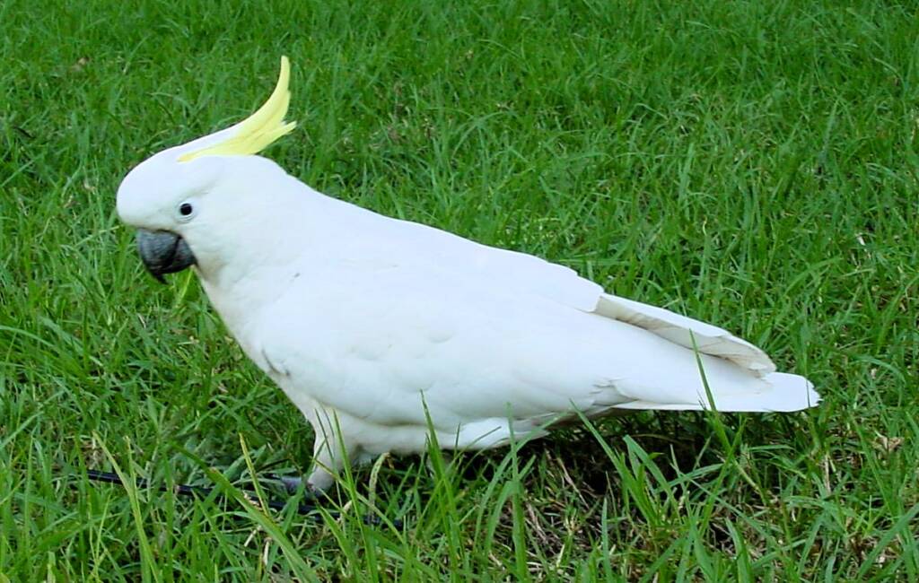 Sulphur-crested Cockatoo (Cacatua galerita)