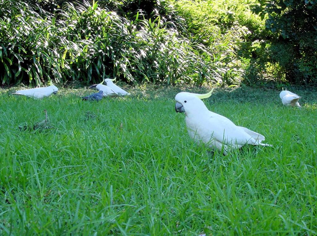 Sulphur-crested Cockatoo (Cacatua galerita)