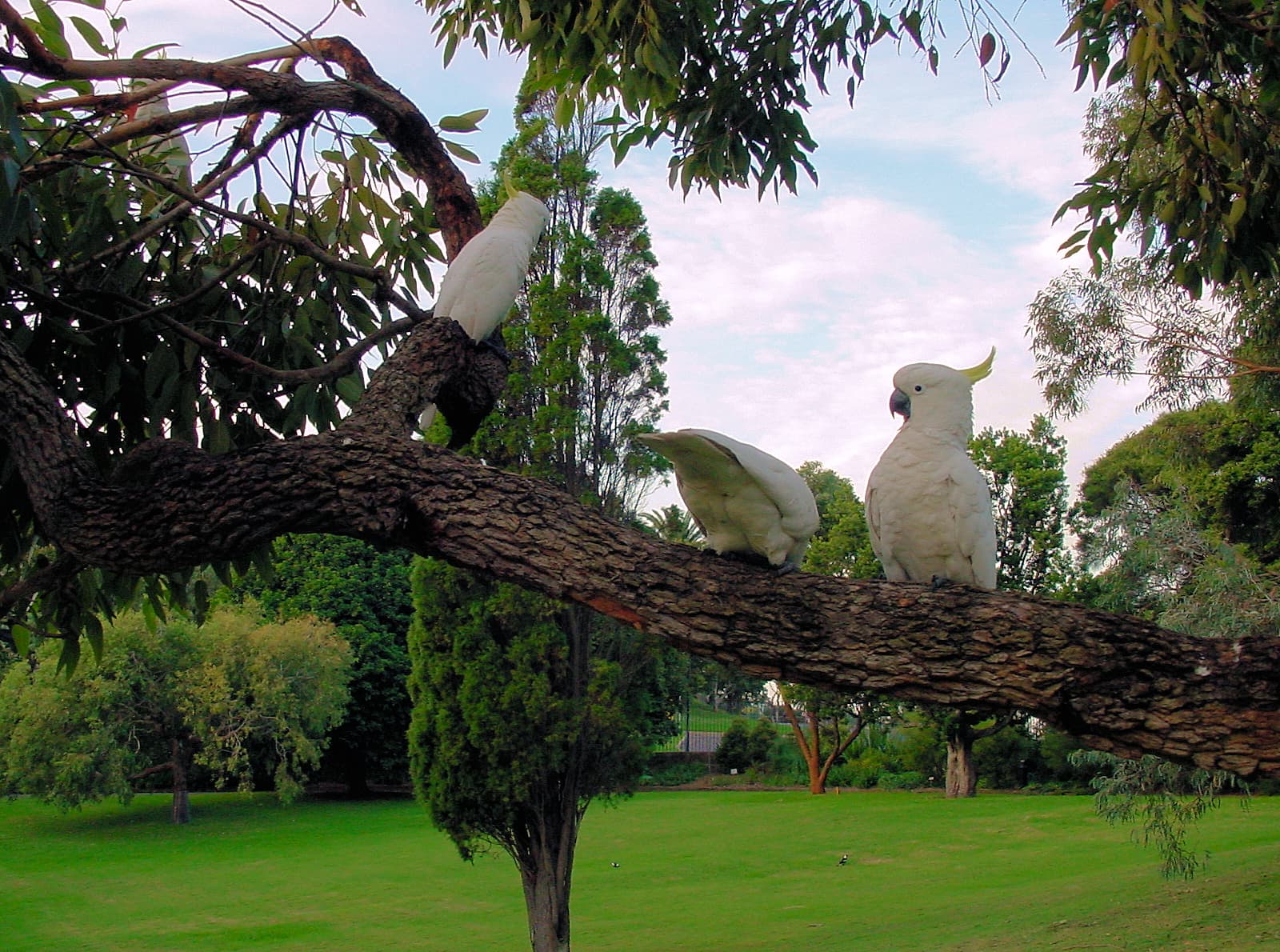 Sulphur-crested Cockatoo (Cacatua galerita)