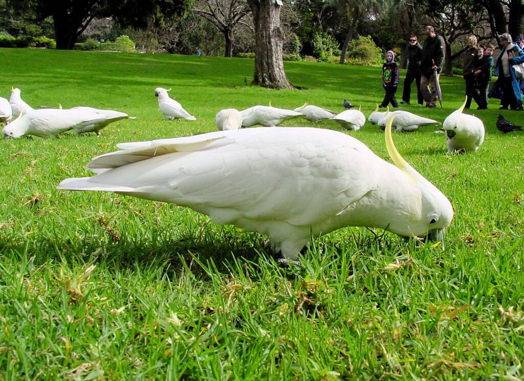 Sulphur-crested Cockatoo (Cacatua galerita)