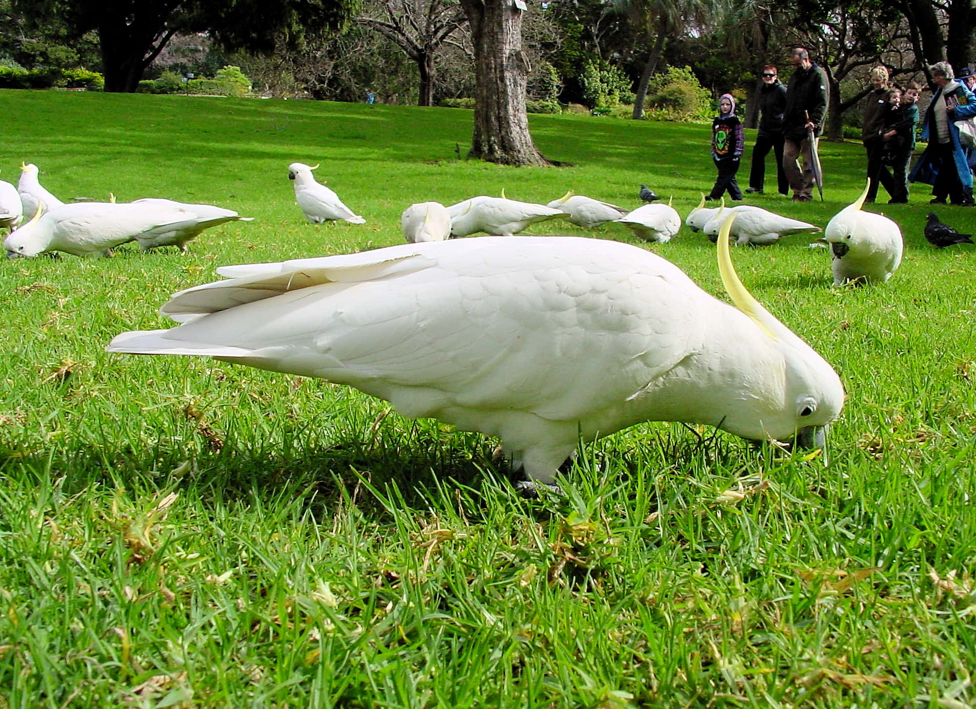 Sulphur-crested Cockatoo (Cacatua galerita)