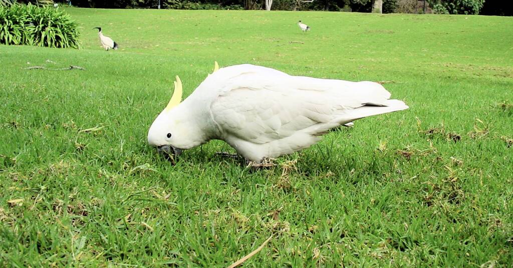 Sulphur-crested Cockatoo (Cacatua galerita)