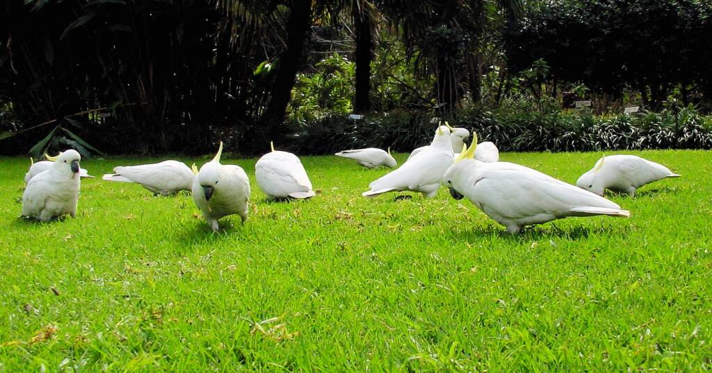 Sulphur-crested Cockatoo (Cacatua galerita)