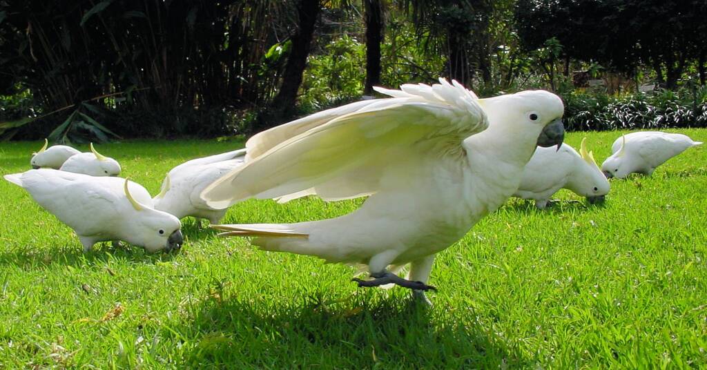 Sulphur-crested Cockatoo (Cacatua galerita)