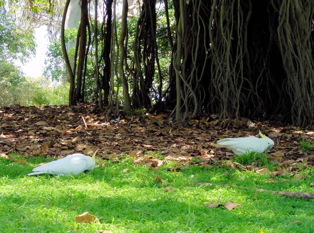 Sulphur-crested Cockatoo (Cacatua galerita)