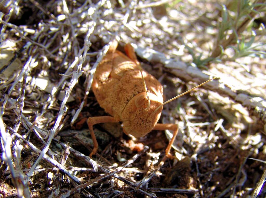 Toadhopper (Buforania crassa), Birthday Waterhole, West MacDonnell Ranges / Tjoritja