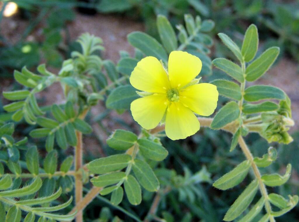 Tribulus eichlerianus, Birthday Waterhole, West MacDonnell Ranges / Tjoritja