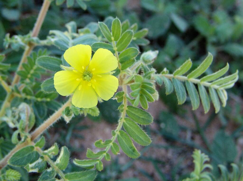 Tribulus eichlerianus, Birthday Waterhole, West MacDonnell Ranges / Tjoritja