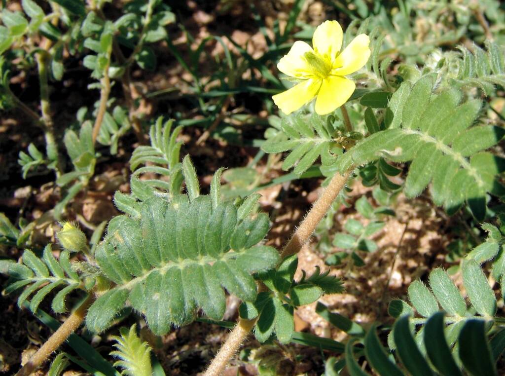 Tribulus eichlerianus, Birthday Waterhole, West MacDonnell Ranges / Tjoritja