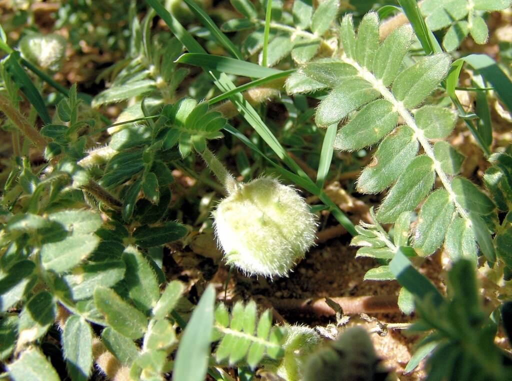 Tribulus eichlerianus, Birthday Waterhole, West MacDonnell Ranges / Tjoritja