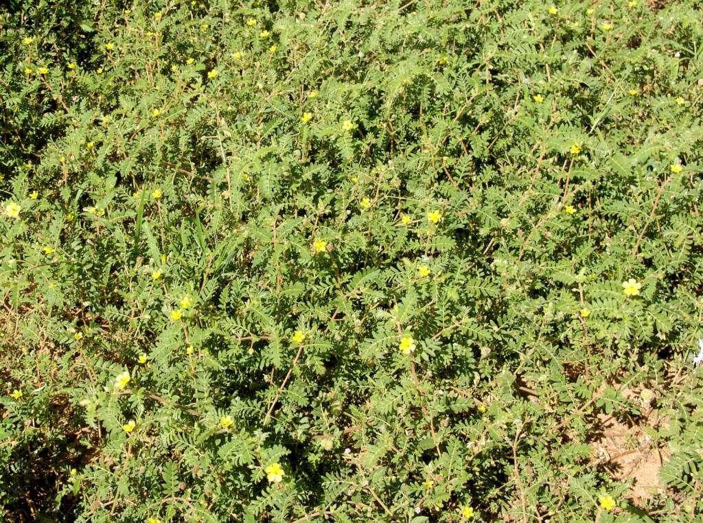 Tribulus eichlerianus, Birthday Waterhole, West MacDonnell Ranges / Tjoritja