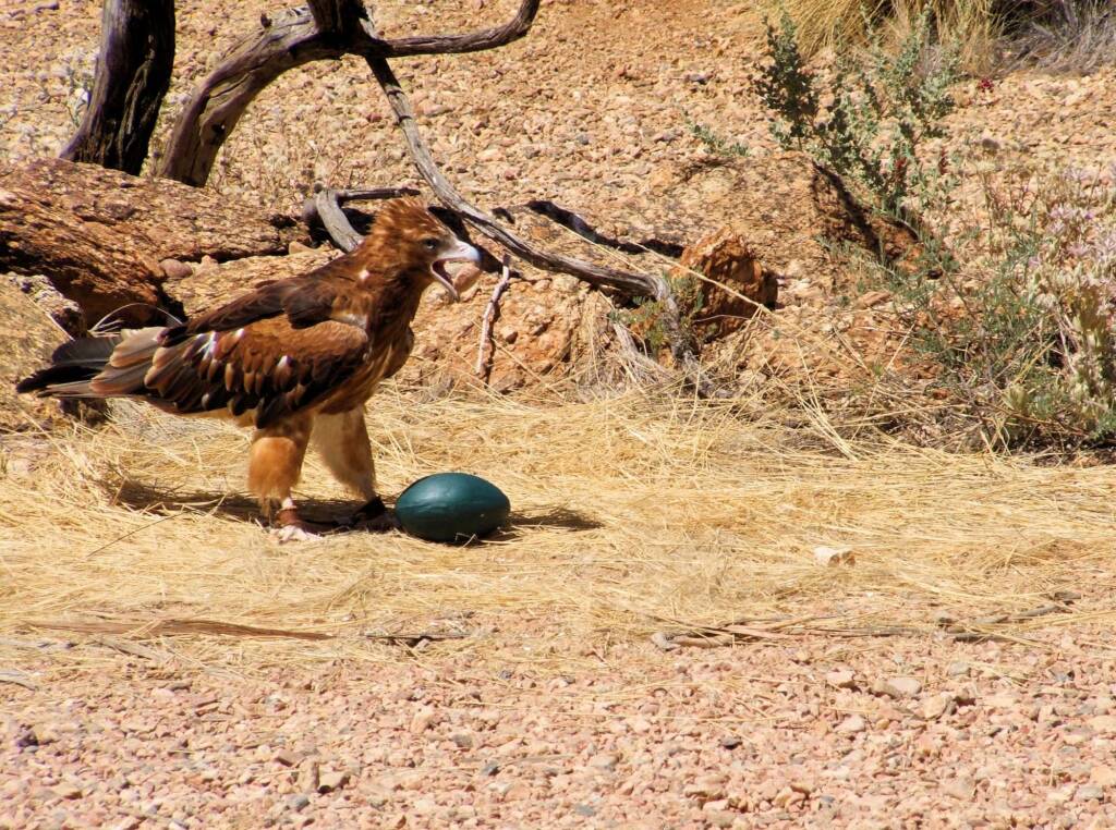 Friends in Alice Springs, Central Australia