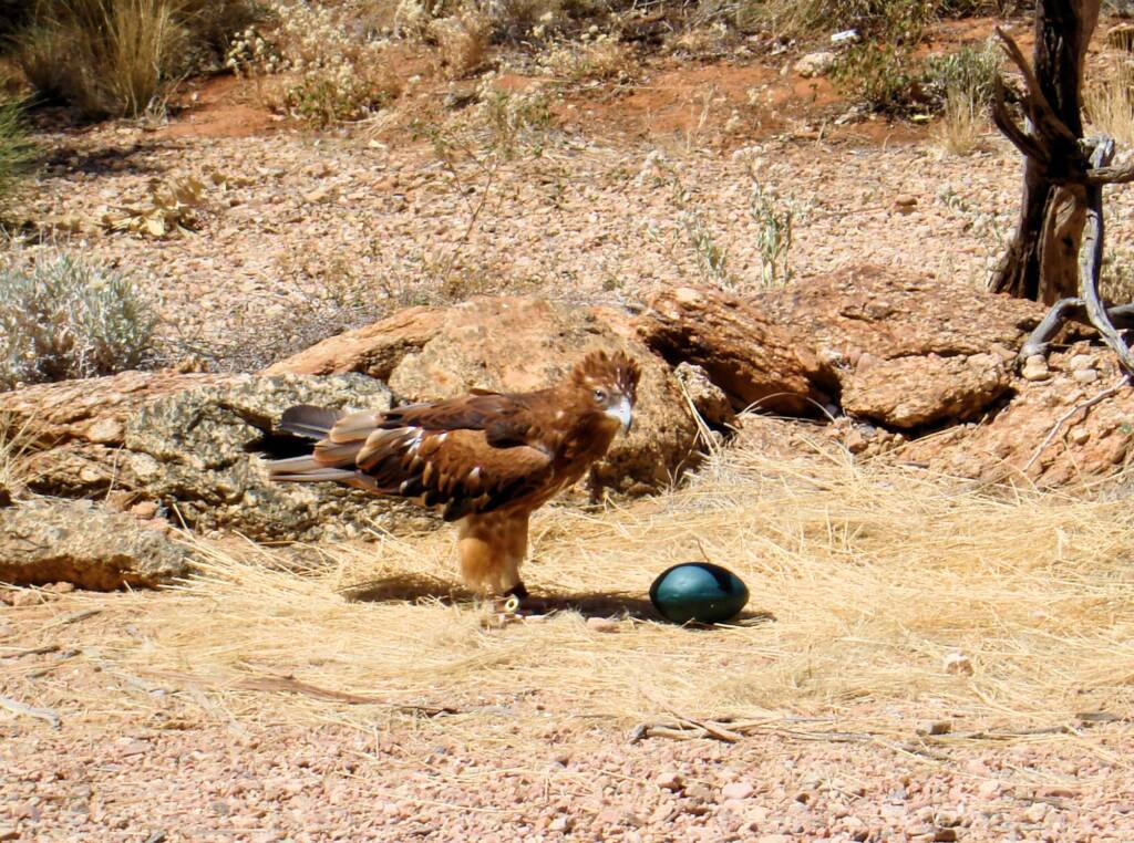 Friends in Alice Springs, Central Australia