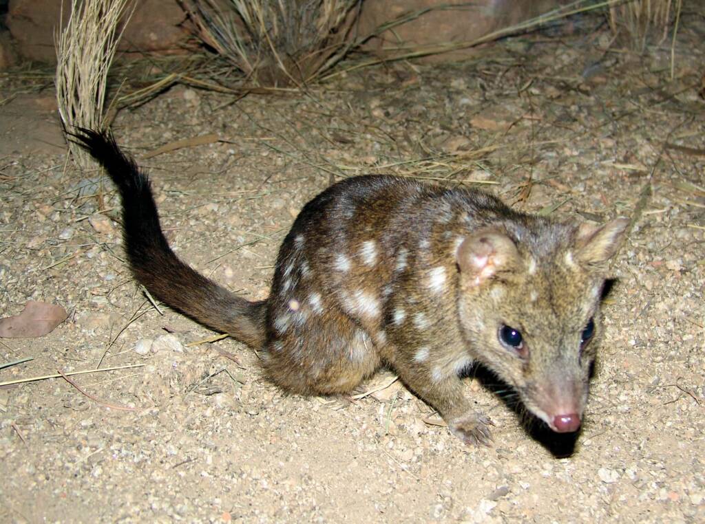 Western Quoll (Dasyurus geoffroii), Alice Springs, Central Australia