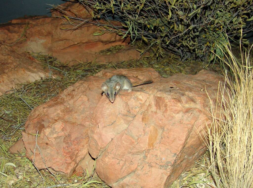 Friends in Alice Springs, Central Australia