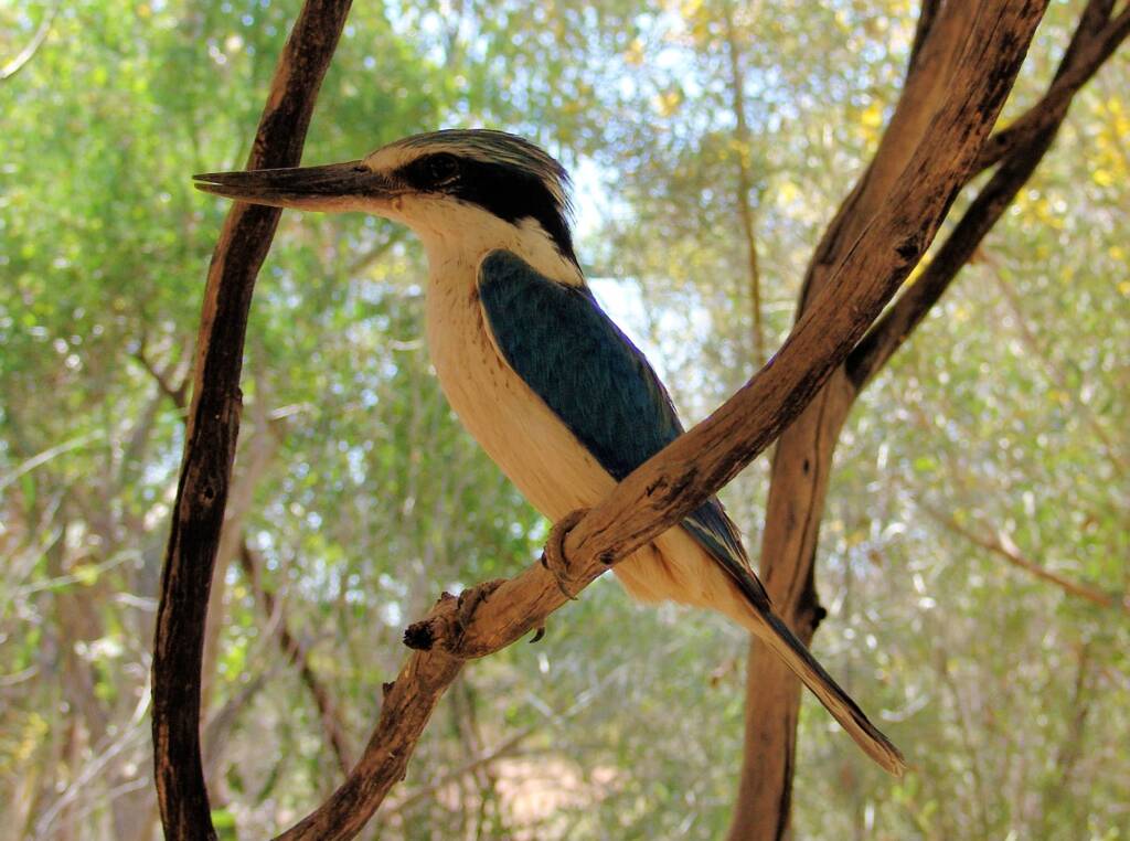 Friends in Alice Springs, Central Australia