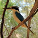 Friends in Alice Springs, Central Australia