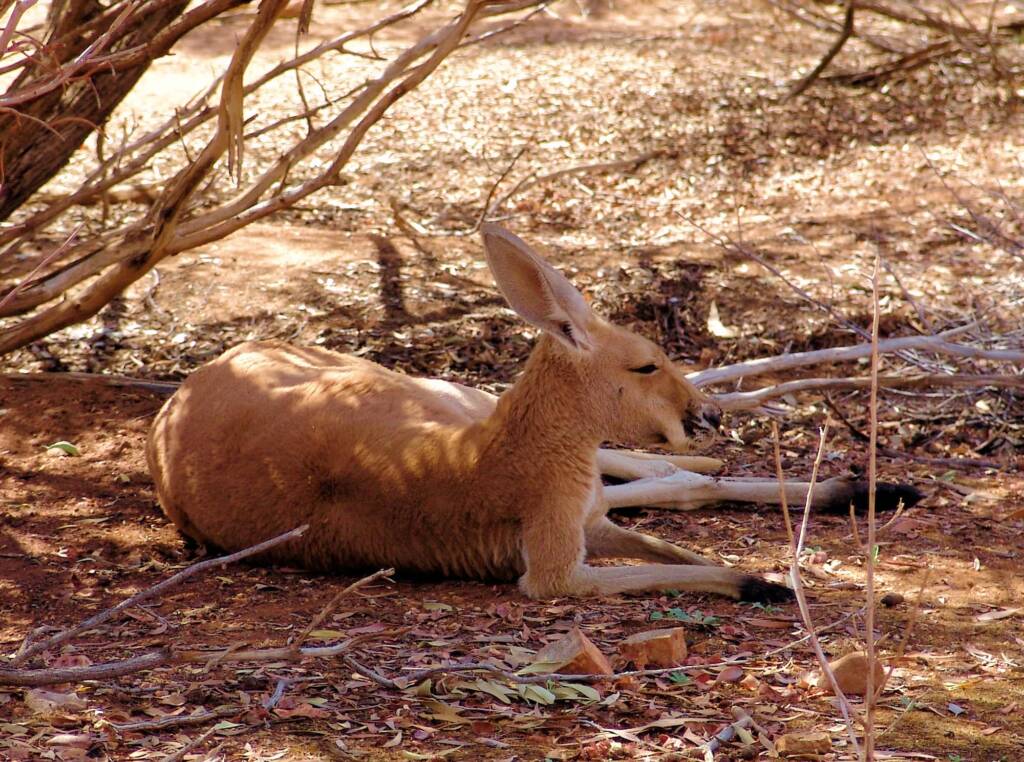 Friends in Alice Springs, Central Australia