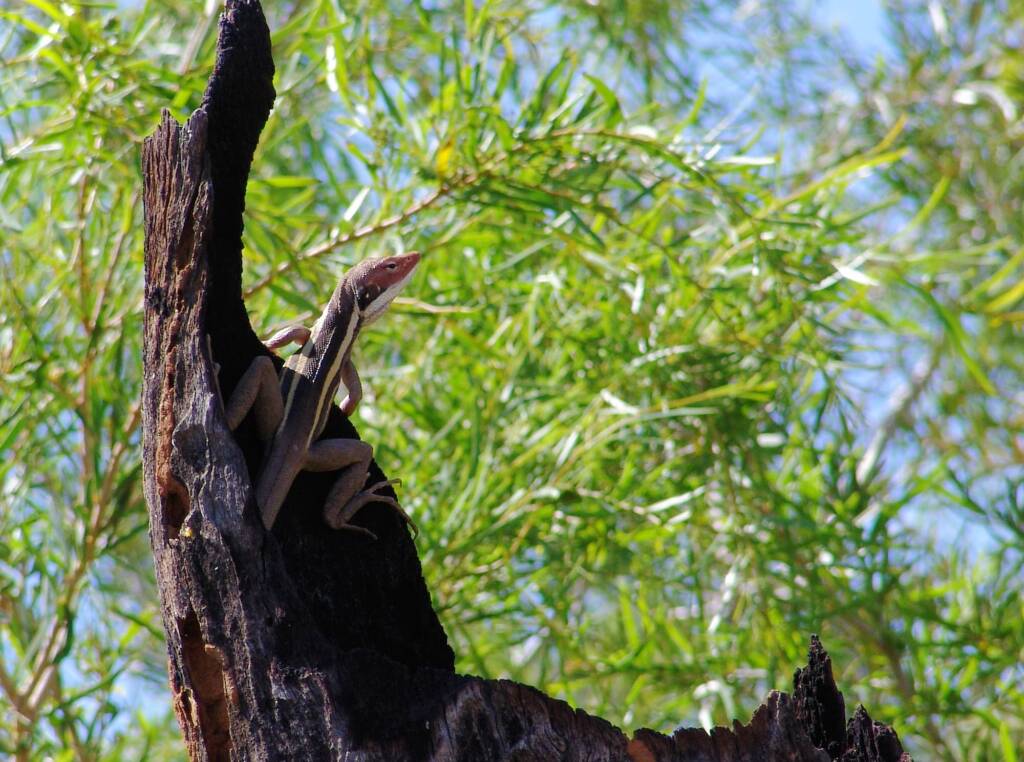 Friends in Alice Springs, Central Australia
