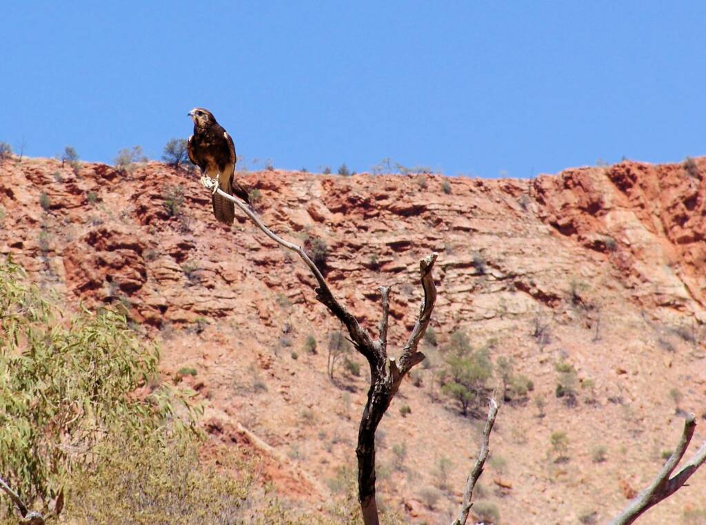 Friends in Alice Springs, Central Australia