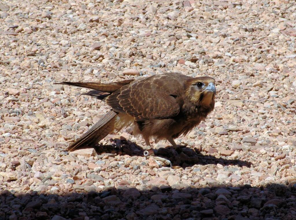 Friends in Alice Springs, Central Australia